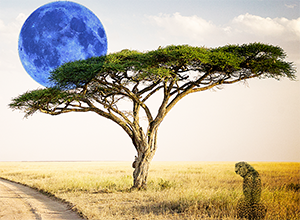 leopardmoon
