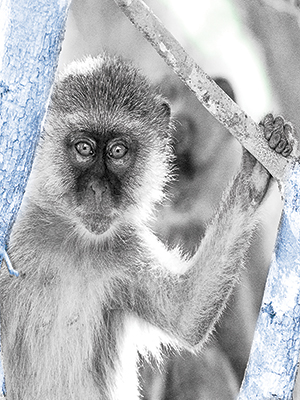 Vervet Monkey Zambia